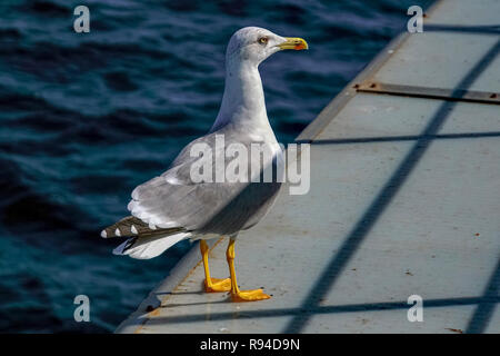 De près de l'orange pieds d'une mouette. Photographié en Grèce en octobre Banque D'Images