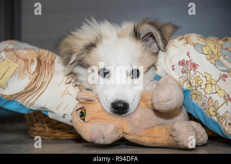 Great Pyrenees chiot Banque D'Images