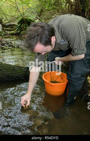 Les écrevisses indigènes-Blanc griffé (Austropotamobius pallipes) libérés dans une arche, à l'abri des flux du site introduit l'écrevisse signal, Gloucestershire, Royaume-Uni. Banque D'Images