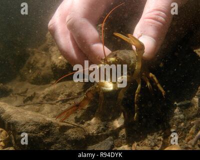 Les écrevisses indigènes-Blanc griffé (Austropotamobius pallipes) libérés dans une arche, à l'abri des flux du site introduit l'écrevisse signal, Gloucestershire, Royaume-Uni. Banque D'Images