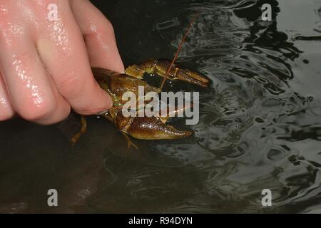 Les écrevisses indigènes-Blanc griffé (Austropotamobius pallipes) libérés dans une arche, à l'abri des flux du site introduit l'écrevisse signal, Gloucestershire, Royaume-Uni. Banque D'Images