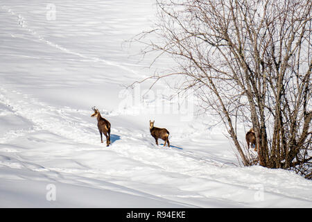 La famille chamois sur fond blanc de la neige en hiver Banque D'Images