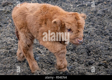 L'ECOSSE Highlander bébé vache poilue Banque D'Images