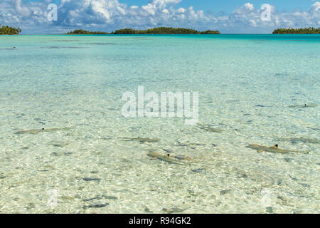 Les requins de l'atoll de Rangiroa, Tuamotu, Polynésie française. Banque D'Images