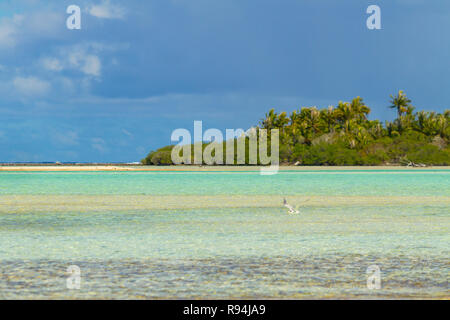 Les oiseaux de atoll de Rangiroa, Tuamotu, Polynésie française. Banque D'Images