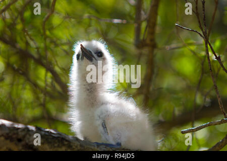 Les oiseaux de atoll de Rangiroa, Tuamotu, Polynésie française. Banque D'Images