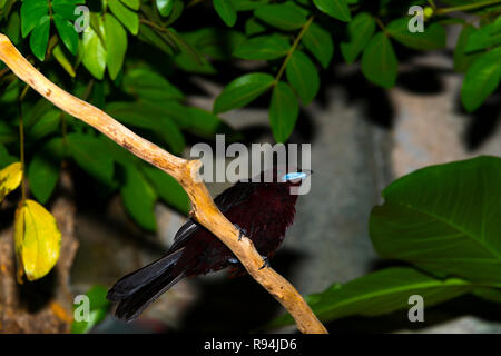 Silver-Beaked Tanager (Ramphocelus carbo) Banque D'Images