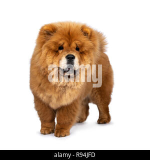 Fluffy mignon chiot Chow Chow, debout / Marche de la moitié côté à côté de l'appareil photo. Isolé sur un fond blanc. La bouche ouverte, montrant tongu bleu Banque D'Images