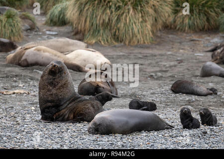 La Géorgie du Sud, Cooper Bay. L'abondance de la faune le long de la côte rocheuse montrant une variété d'espèces, y compris les phoques à fourrure de l'Antarctique avec des petits. Banque D'Images