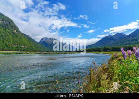 Prairie avec lupins doux sur une rivière dans une vallée entre les montagnes, Southland, Nouvelle-Zélande Banque D'Images