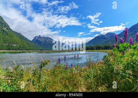 Prairie avec lupins doux sur une rivière dans une vallée entre les montagnes, Southland, Nouvelle-Zélande Banque D'Images