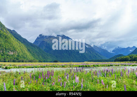 Prairie avec lupins doux sur une rivière dans une vallée entre les montagnes, Southland, Nouvelle-Zélande Banque D'Images