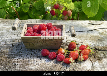 La récolte des framboises (Rubus idaeus) et les fraises du potager (jardin de Suzanne, Le Pas, Mayenne, Pays de la Loire, France). Banque D'Images