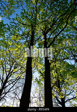 Les arbres avec les jeunes feuilles contre le ciel bleu, Moscou Banque D'Images