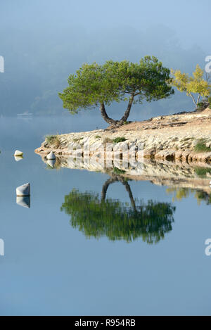Image miroir de seul arbre reflète dans Esparron Lake dans le Parc Régional du Verdon ou la nature Réserver Alpes de Haute Provence Provence France Banque D'Images