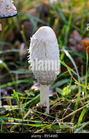 Coprinus comatus Champignons ou champignons connus sous le nom de Cap d'encre Shaggy, avocat ou la perruque de Shaggy Mane Banque D'Images