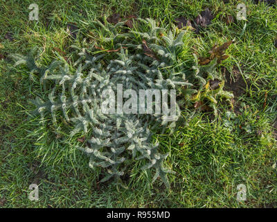 Feuille d'hiver rosette de Spear Chardon Cirsium vulgare - l'feuilles couvertes en fines gouttelettes d'eau. Banque D'Images