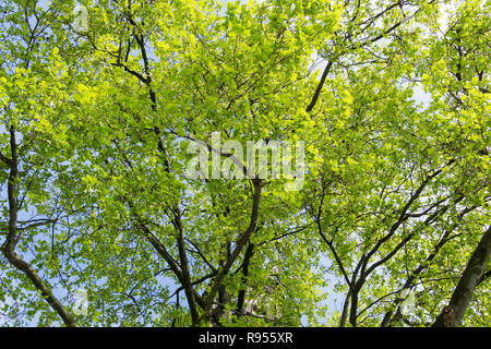 Voir de grands arbres à floraison vert Tree Tops. Banque D'Images