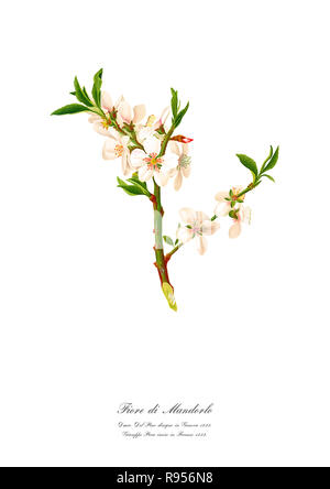 Unique Vintage illustration botanique de rameau en fleurs de l'amandier Banque D'Images