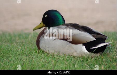 Close up d'un repos Drake mallard (Anas platyrhynchos). St Andrews, Fife, Scotland, UK. Banque D'Images