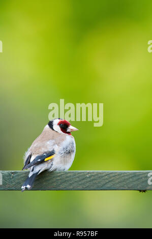 Chardonneret dans un jardin anglais assis sur treillis en bois. UK Banque D'Images