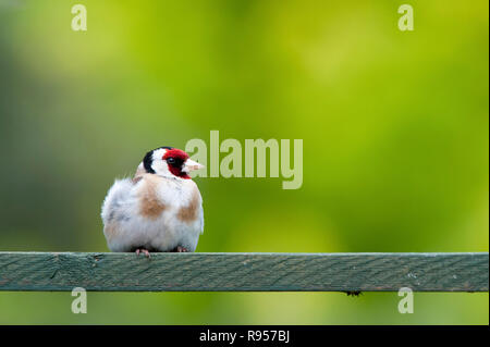 Chardonneret dans un jardin anglais assis sur treillis en bois. UK Banque D'Images