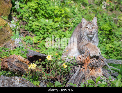 Lynx du Canada assis sur un journal de creux Banque D'Images