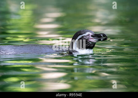 Manchot de Humboldt / patranca / Pingouin péruvien (Spheniscus humboldti) sud-américain, originaire de natation de pingouin côtières du Chili et du Pérou Banque D'Images