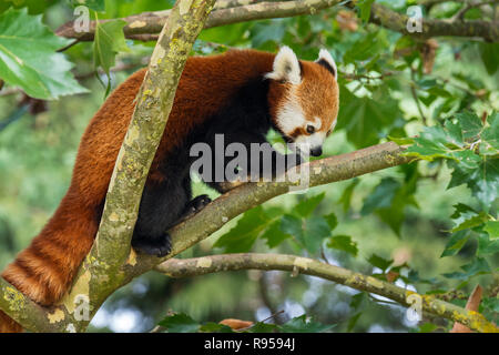 Le panda rouge / petit panda (Ailurus fulgens) en recherche de nourriture, arbre originaire de l'Himalaya oriental et le sud-ouest de la Chine Banque D'Images