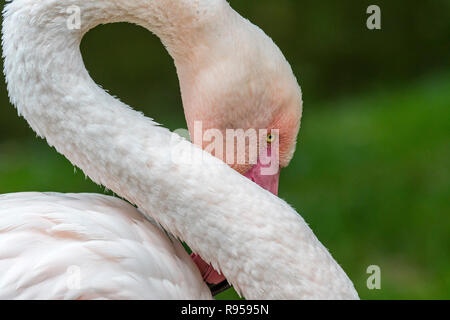 Close-up portrait of flamant rose (Phoenicopterus roseus) se lissant les plumes avec bec rose Banque D'Images