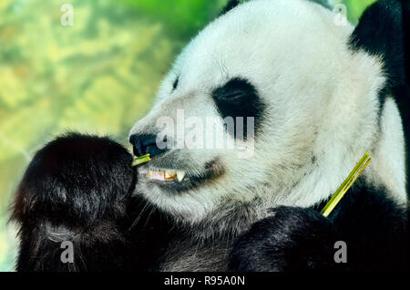 Un panda géant (Ailuropoda melanoleuca) takes something sur le bambou, le 8 septembre 2015, au Zoo de Memphis à Memphis, Tennessee. Banque D'Images