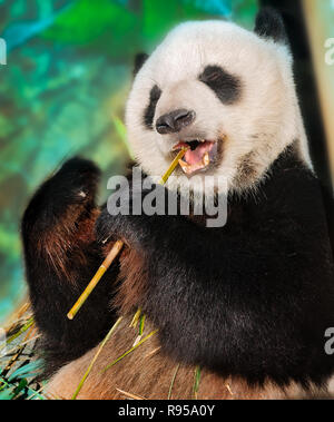 Un panda géant (Ailuropoda melanoleuca) takes something sur le bambou, le 8 septembre 2015, au Zoo de Memphis à Memphis, Tennessee. Banque D'Images