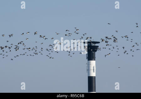 11.02.2013, Wewelsfleth, Schleswig-Holstein, Allemagne - vor dem Nonnengaense Oberfeuer- Osterende Leuchtturm -dans Hollerwettern (Gem. Wewelsfleth) dans de Banque D'Images