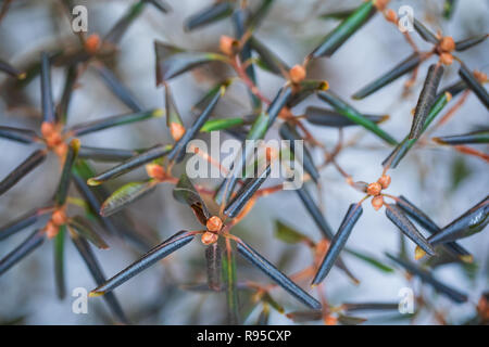 Recroquevillée Rhododendron feuilles. Les feuilles sont enroulées par temps froid pour protéger l'usine de déshydratation. Banque D'Images