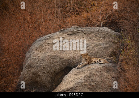 Leopard sur les rochers à Bera, Rajasthan, Inde Banque D'Images