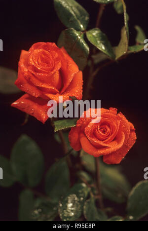 Gouttes d'eau sur les roses rouges Banque D'Images