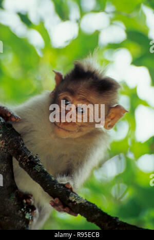 Le capot singe macaque (Macaca radiata), Inde Banque D'Images