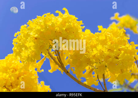 Abstract soft soft focus et floue de l'arbre à trompettes d'argent,de l'or,argent,Arbre à trompettes paraguayenne Bignoniaceae, fleur avec fond de ciel bleu. Banque D'Images