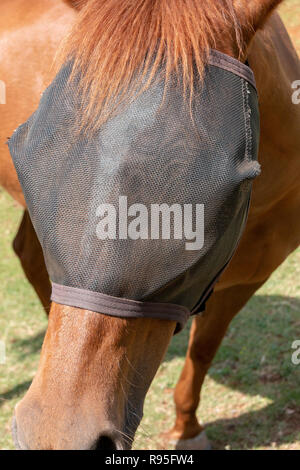 Une vue frontale d'un le côté de châtaignier face dans son padock chevaux avec une mouche noire sur le net pour garder les flys loin pour ses yeux Banque D'Images
