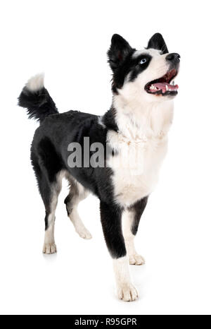 Yakutian laika in front of white background Banque D'Images