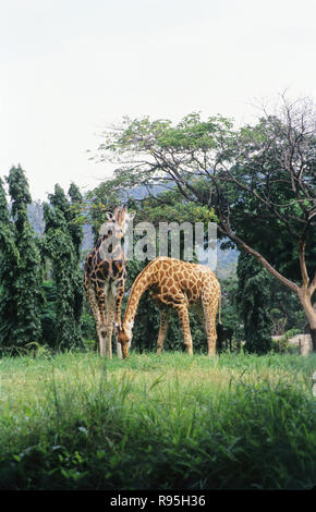 Girafe dans le zoo de l'Inde Banque D'Images