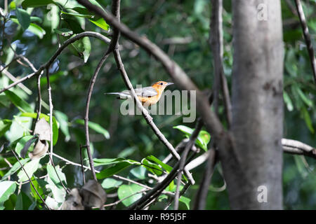 Grive à tête orange (Geokichla citrina) bénéficiant de la lumière du soleil Banque D'Images