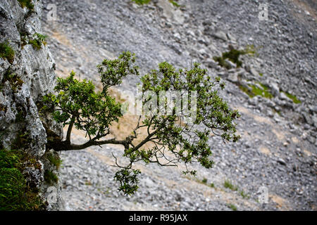 Arbre qui grandit dans la roche, les gorges de Cares (Rio Cares), Picos de Europa, Asturias, Espagne. Banque D'Images