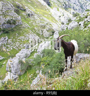 Chèvre sauvage, Gorges de Cares (Rio Cares) et se soucie Trail (Ruta del Cares), Picos de Europa, Asturias, Espagne. Banque D'Images