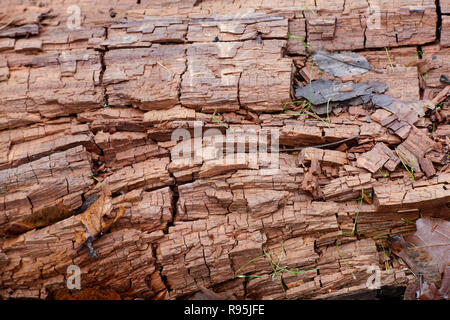 La pourriture sèche ou pourriture brune est un champignon de carie du bois, montrant une décoloration brune, et les fissures en morceaux cubiques, un phénomène appelé cubical fractu Banque D'Images