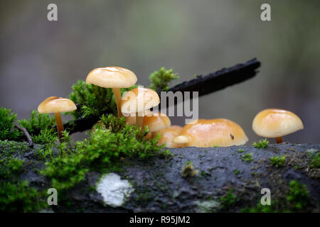 Enokitake, Colybie a, également appelé futu, fruits de mer, champignons champignons d'hiver, hiver, champignon pied velouté, tige ou tige velours velours Banque D'Images