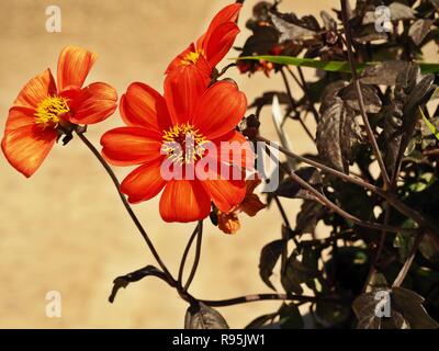 Dahlia fleurs orange, variété évêque de Llandaff, avec un aspect métallique et laisse de plus en face d'un mur pâle Banque D'Images