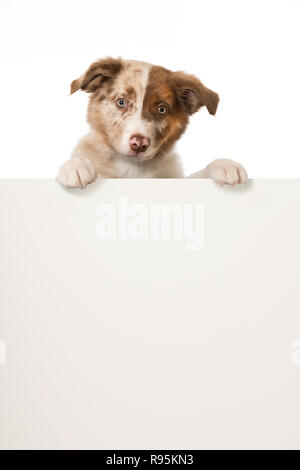 Chiot border collie à la recherche sur un mur isolé sur fond blanc Banque D'Images