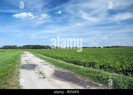 Route à côté de l'horizon, champ de betteraves et ciel bleu Banque D'Images