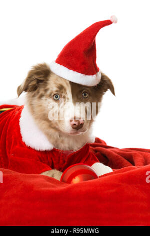 Border Collie puppy with santa hat isolé sur fond blanc Banque D'Images